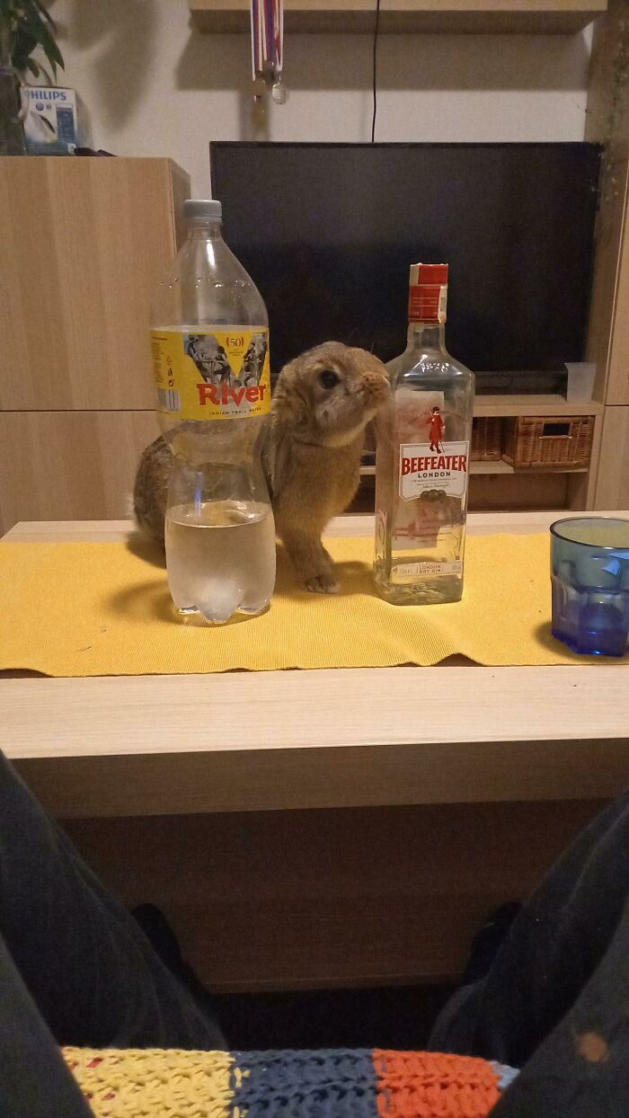 It's A Gin O'clock, Baby