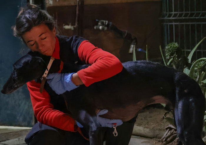 After Spending 10 Days In A Shelter With 500 Dogs, I Decided To Bring Some Of These Rescues With Me Back To The US