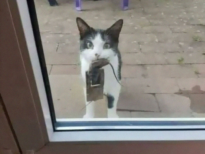 To Catch A Live Mouse