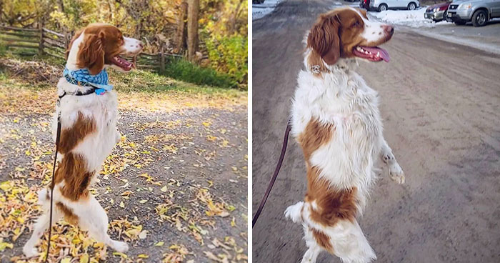 Three-Legged Dog Goes Viral On TikTok For Walking Upright Like A Human