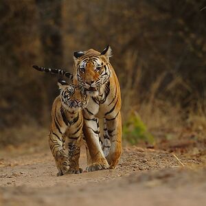 naturesafariindia