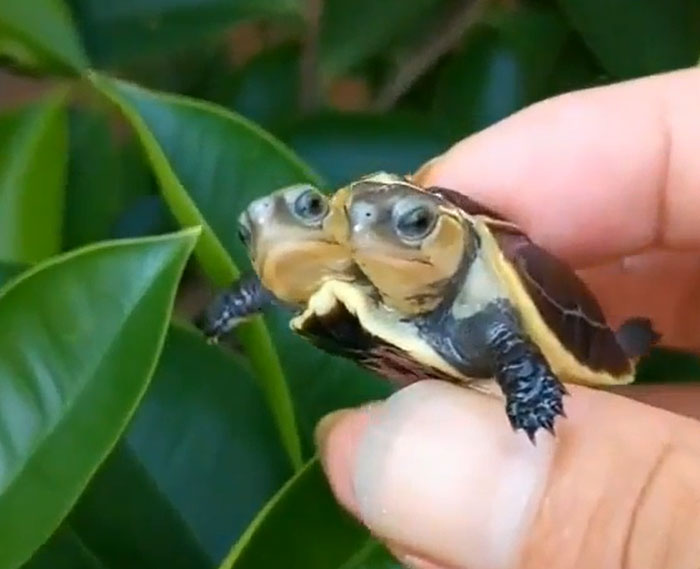 Double Headed Turtle