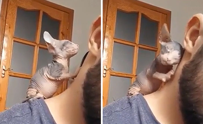 A Baby Goblin Enjoying Their Human’s Warmth