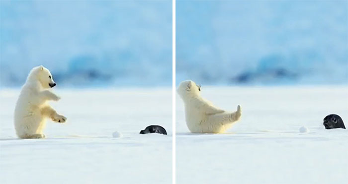 El grupo «unidades diminutas» está dedicado a todo lo que tiene un tamaño adorable (45 fotos)