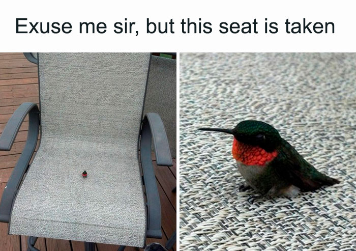 Confident Tiny Bird Unit