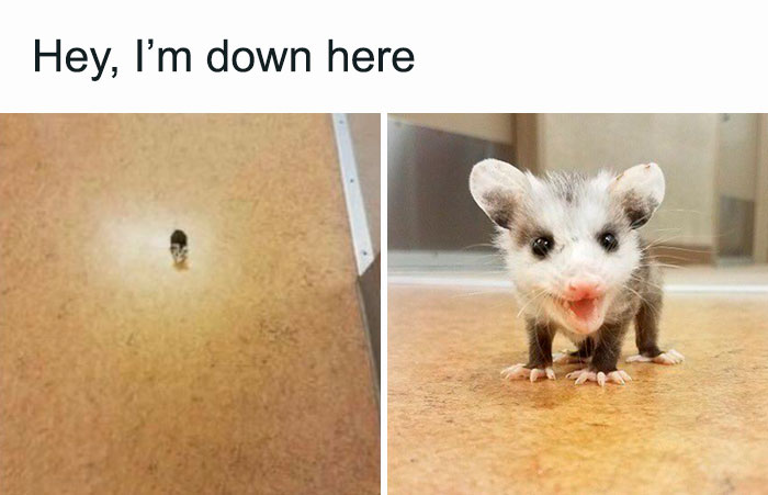 Blessed Baby Possum
