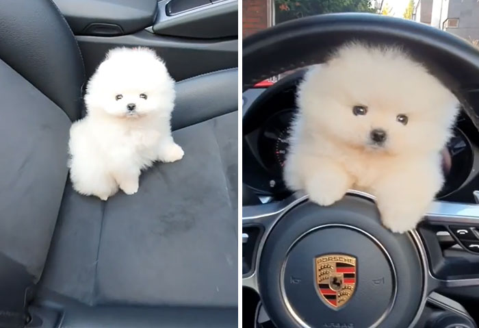 The Fluffiest Passenger Ever
