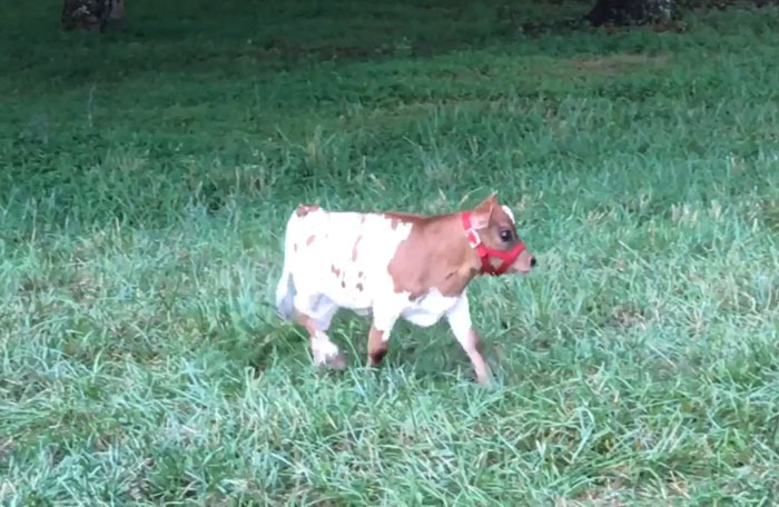 Dad's New Beefy Lil Unit! Little Sister Named Her "Apple Pie"