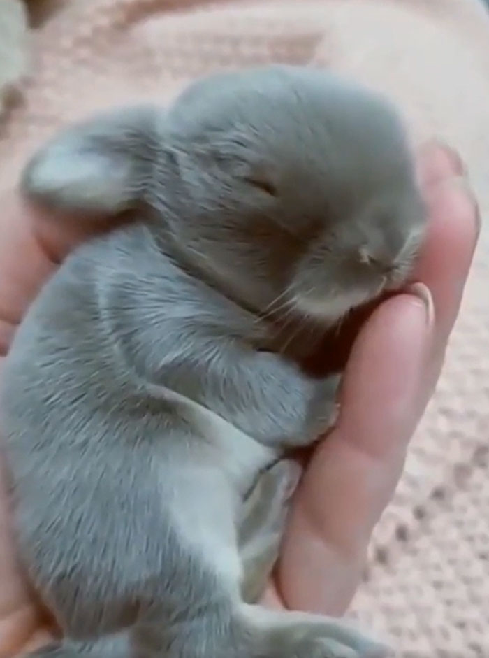 Omg She Is So Cute Tiny