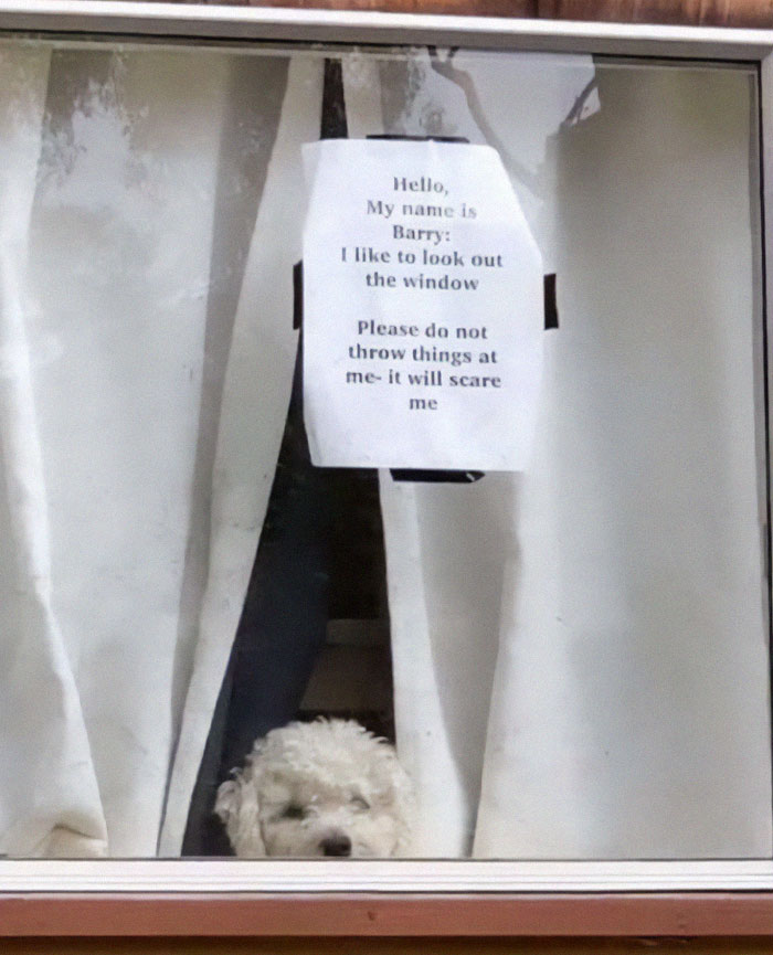 People Throwing Objects At A Dog And Scaring Him