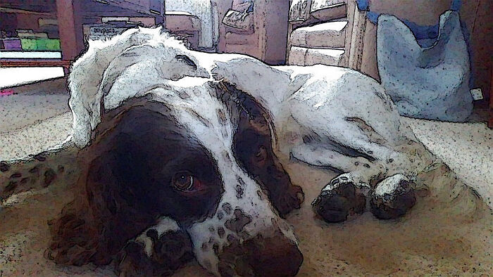 Smudge The Springer Spaniel (Based Off An Image)