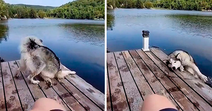 “What’s Wrong With Your Dog?”: People Are Sharing Pics Of Their Dogs Acting Bizarre (40 New Pics)