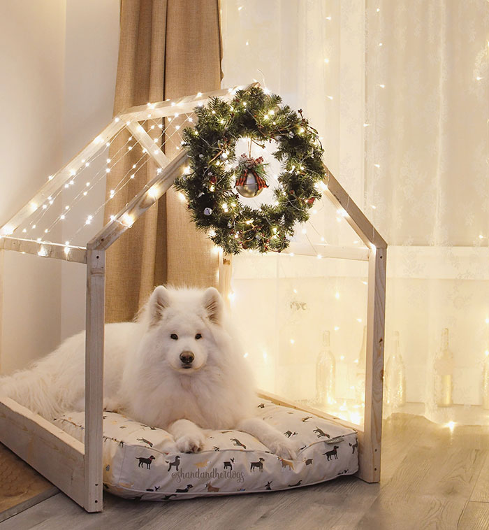 My Husband Built My Dogs A Dream Dog House