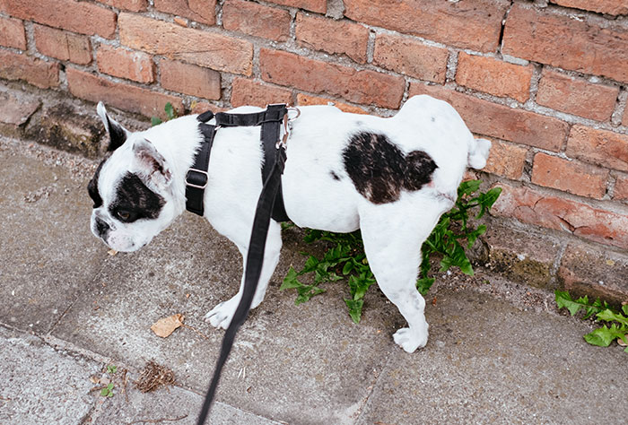 30 People Share How Their Horrible Neighbors Made Their Lives More Difficult (New Stories)