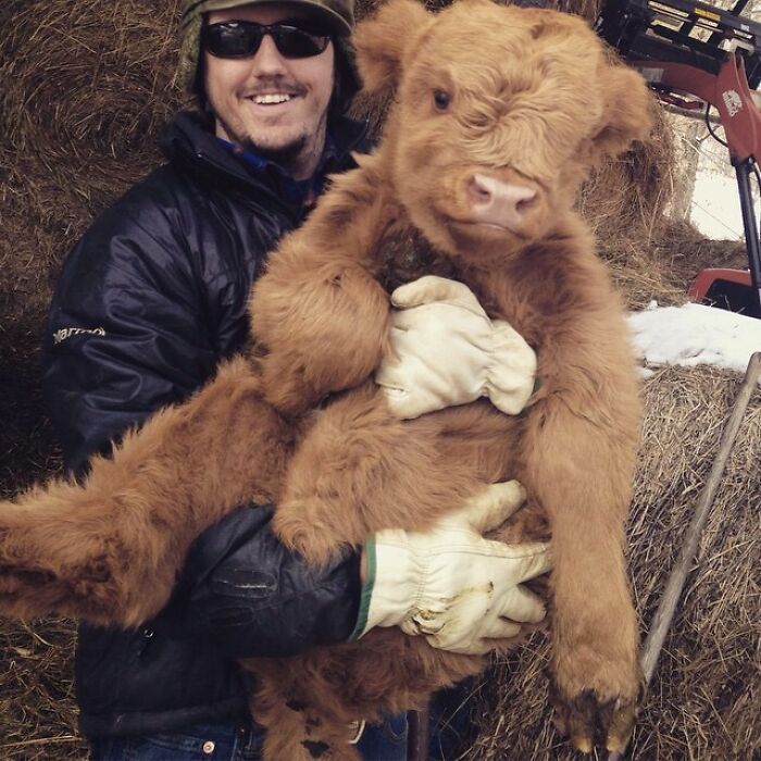 A smiling man in sunglasses holds an adorable fluffy cow calf, adding a mood-lifting charm to the farm setting.