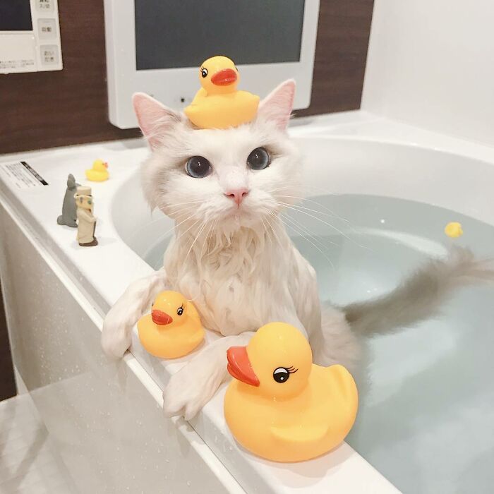 This Cat Loves Taking A Bath So Much That His Siblings Started Loving It Too This Cat Loves Taking A Bath So Much That His Siblings Started Loving It Too