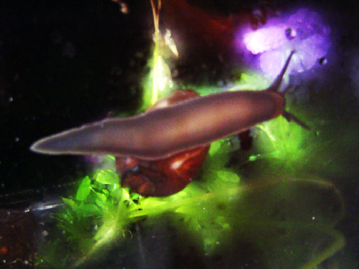 Close-up of a snail and a flatworm in a dark aquatic environment illustrating an assassin snail scenario.