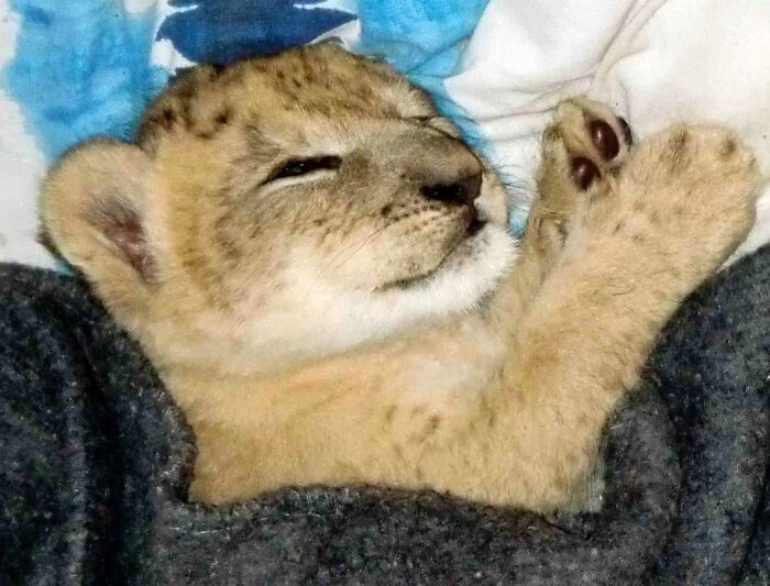 This Lioness Repays Her Caregiver Of 10 Years With Hugs And Cuddles