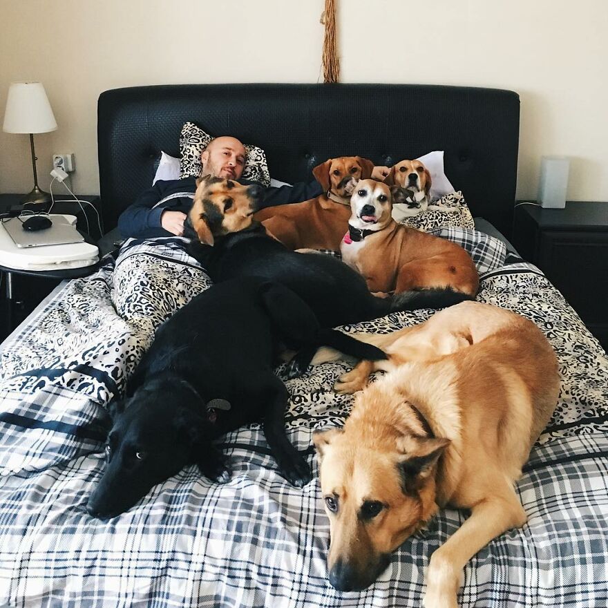 Este hombre transformó su granja en un refugio de animales con perros y gatos, pero también caballos, gaviotas y más