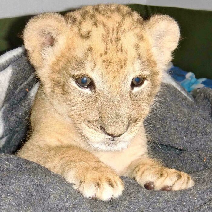 This Lioness Repays Her Caregiver Of 10 Years With Hugs And Cuddles