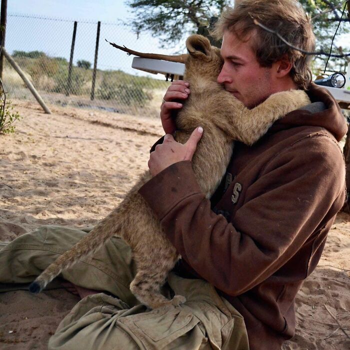 This Lioness Repays Her Caregiver Of 10 Years With Hugs And Cuddles