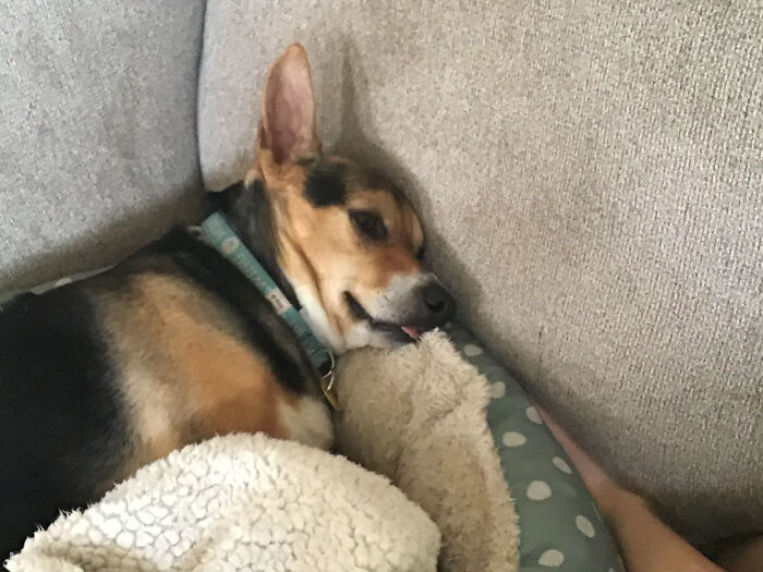 My Dog Likes To Smile When She Is Comfy :)