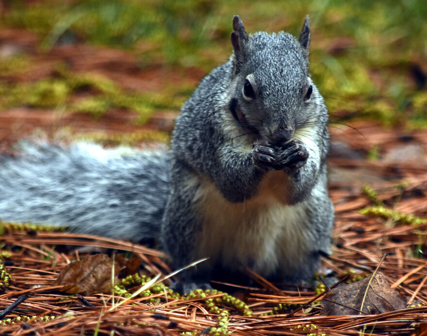 I Love Photographing The Wildlife That Passes Through My Yard. This Year There Was Much More Than Usual.