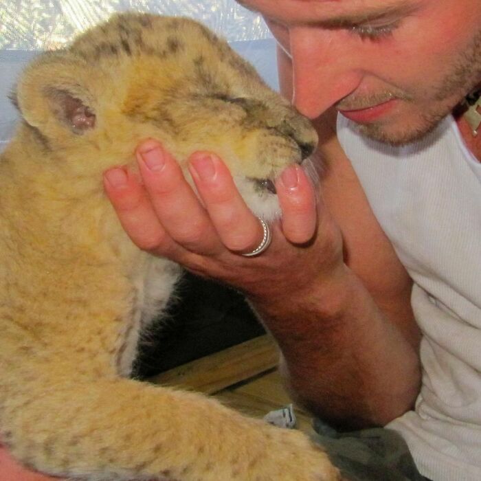 This Lioness Repays Her Caregiver Of 10 Years With Hugs And Cuddles