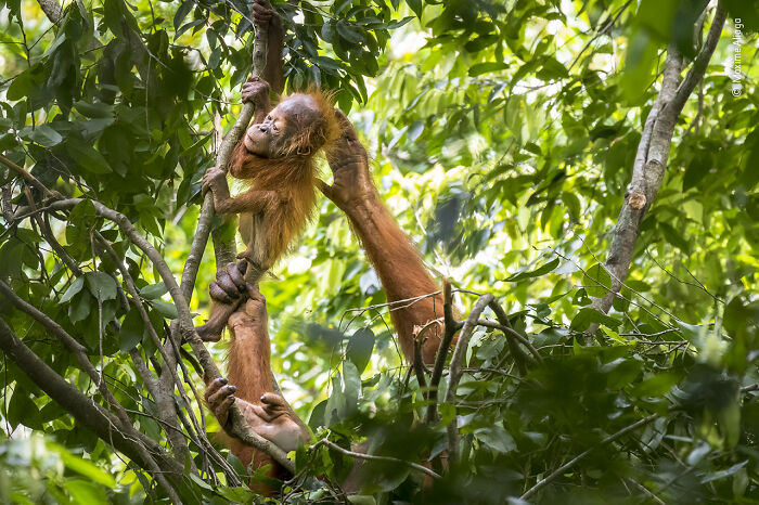 Baby orangutan clinging to mother in lush green forest, an amazing image from wildlife photographer of the year contest.