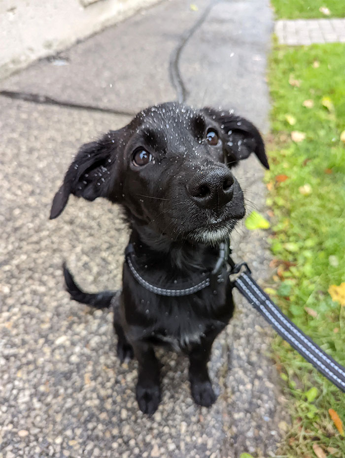 ¡La primera nieve de Daisy! Mira su agradable forma de sentarse y esperar. La adoptamos el viernes por la noche. La queremos mucho