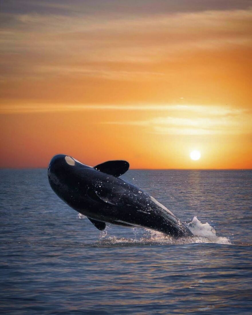 Photographer Combines Whales And The Sunset, Resulting In True Works Of Art In Our Eyes