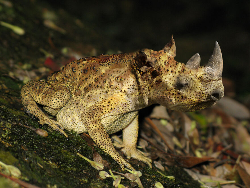 Digital Artists Are Challenged To Photoshop Frogs And Here Are The 30 Best Images