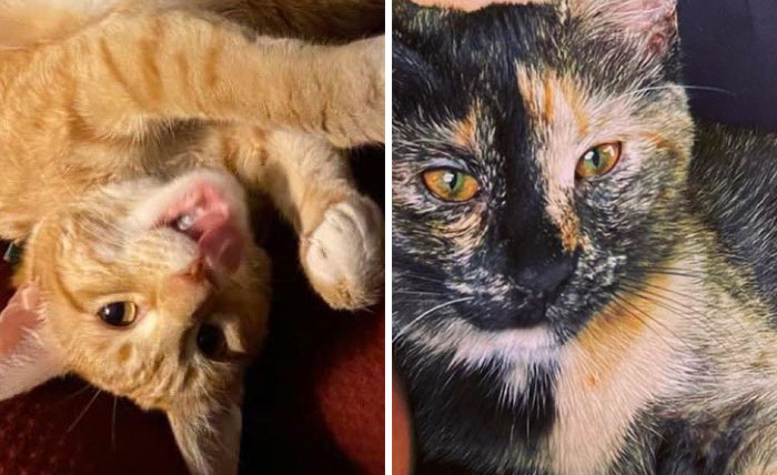 Este hombre hizo llorar a su compañera de trabajo por llamar “tonto” a uno de los gatos de la oficina, y el problema acaba involucrando a RR.HH