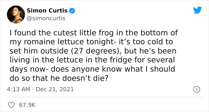Guy Tweets Adorable Story Of How He Ended Up Adopting A Tiny Tree Frog He Discovered In His Lettuce Box