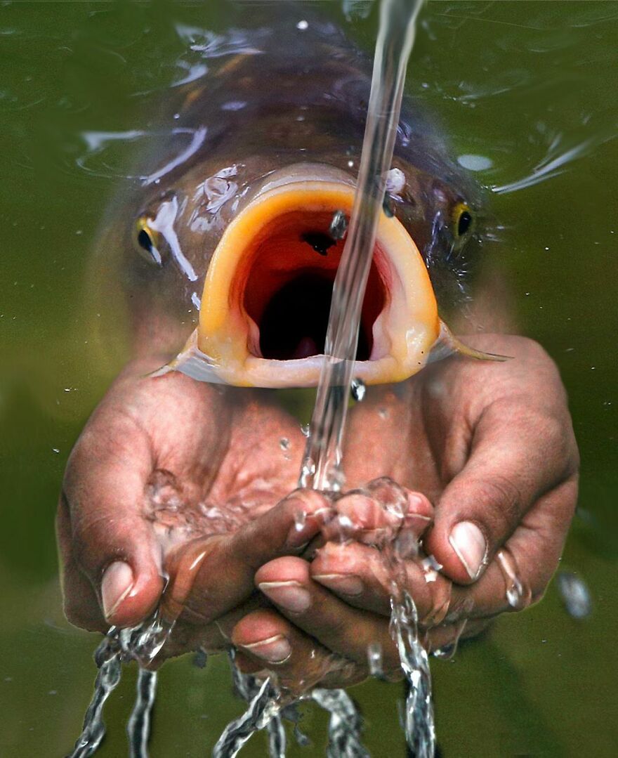 Looking At These Funny Collages, You're Going To Get A Brain Cramp (33 New Photos)