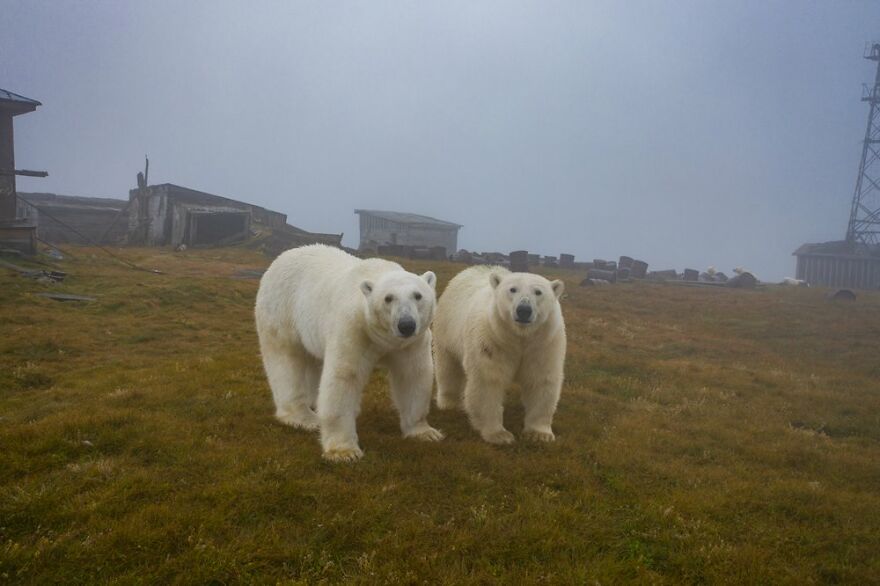 Russian Photographer Takes Photos Of Polar Bears That Took Over Abandoned Buildings