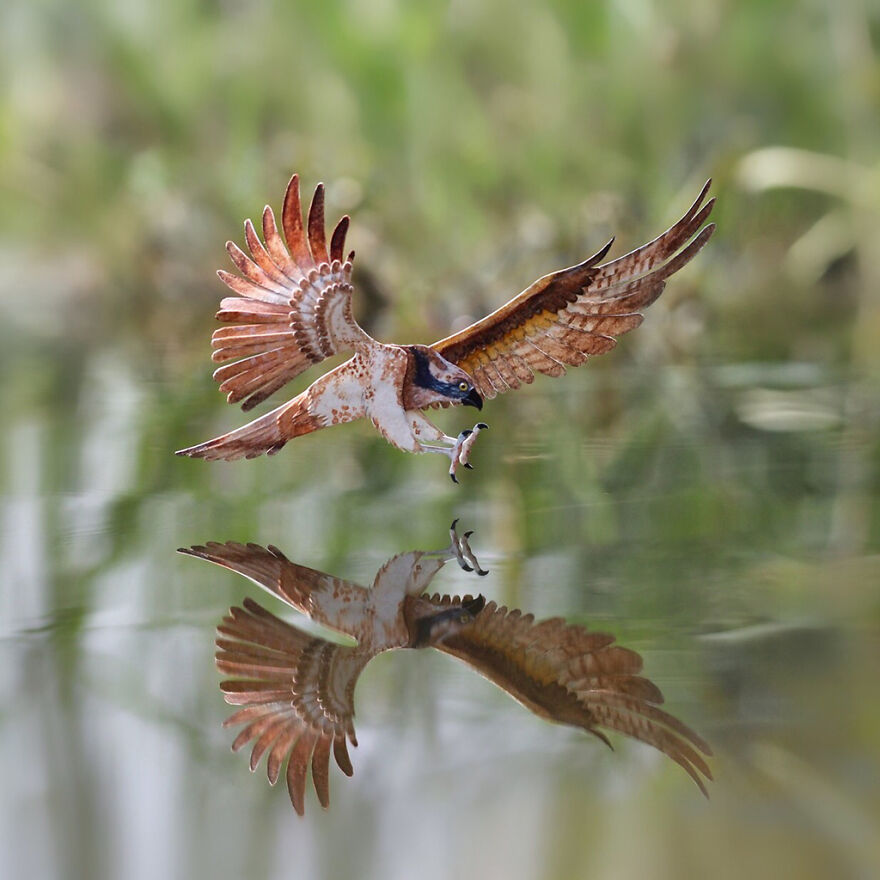 I Created Miniature Paper Cut Artworks Every Day For 1000 Days To Create Awareness About Wildlife