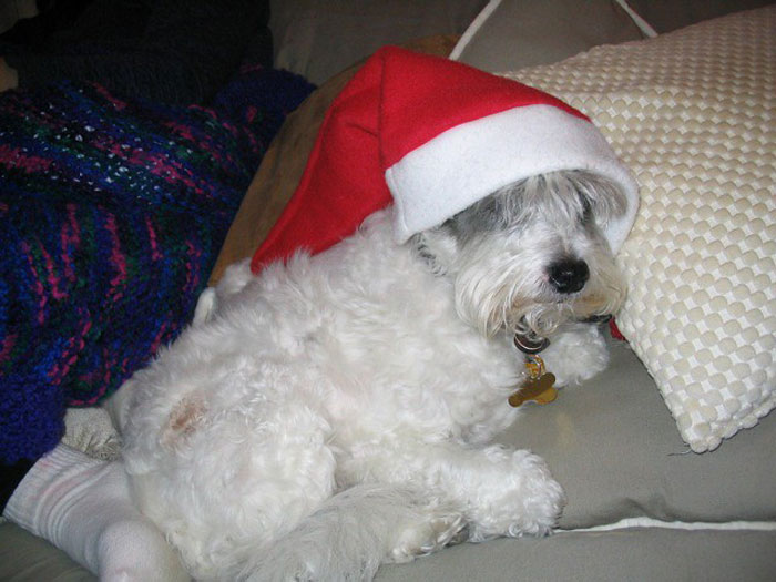 Alguien en este grupo online preguntó: "¿Cuál es tu historia de "por eso no voy a casa en Navidad"? Y 20 personas respondieron