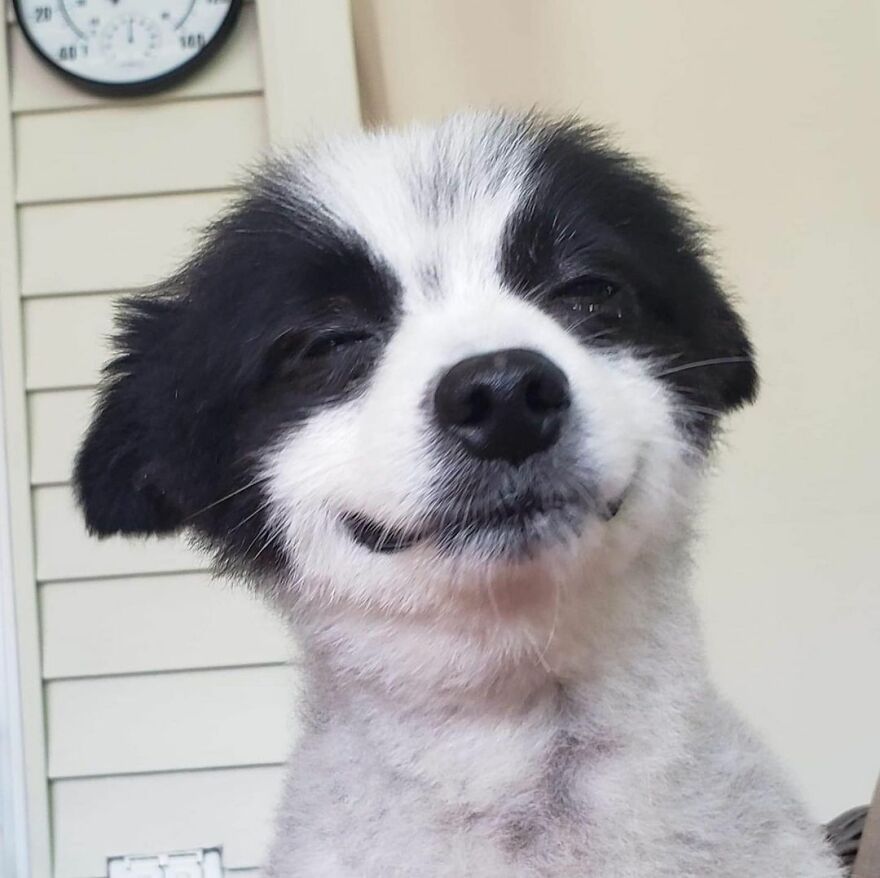 This Little Dog Seems Like It's Always Smiling, And The Internet Can't Get Enough Of It