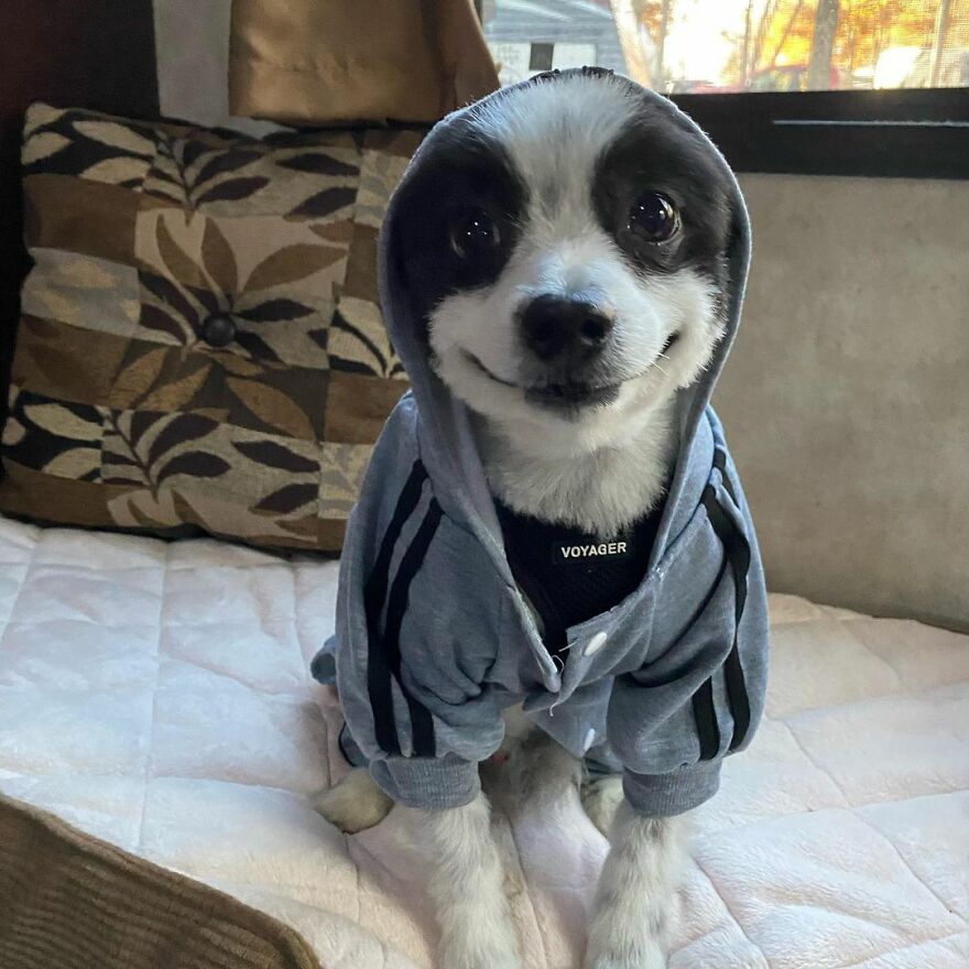 This Little Dog Seems Like It's Always Smiling, And The Internet Can't Get Enough Of It