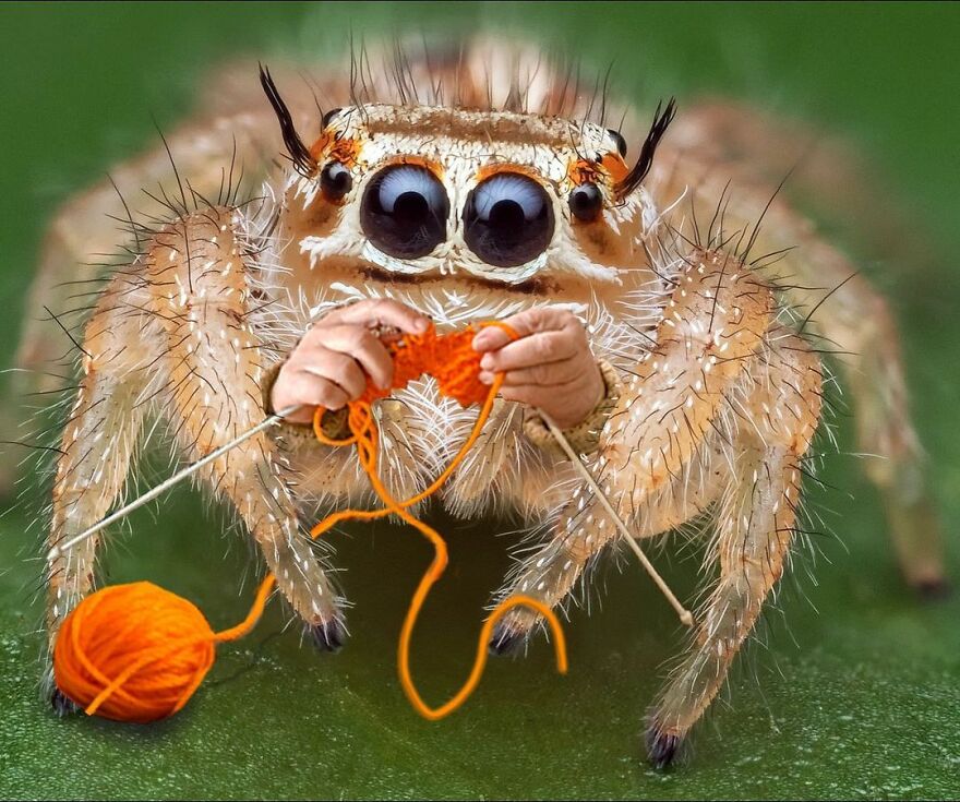 Looking At These Funny Collages, You're Going To Get A Brain Cramp (33 New Photos)