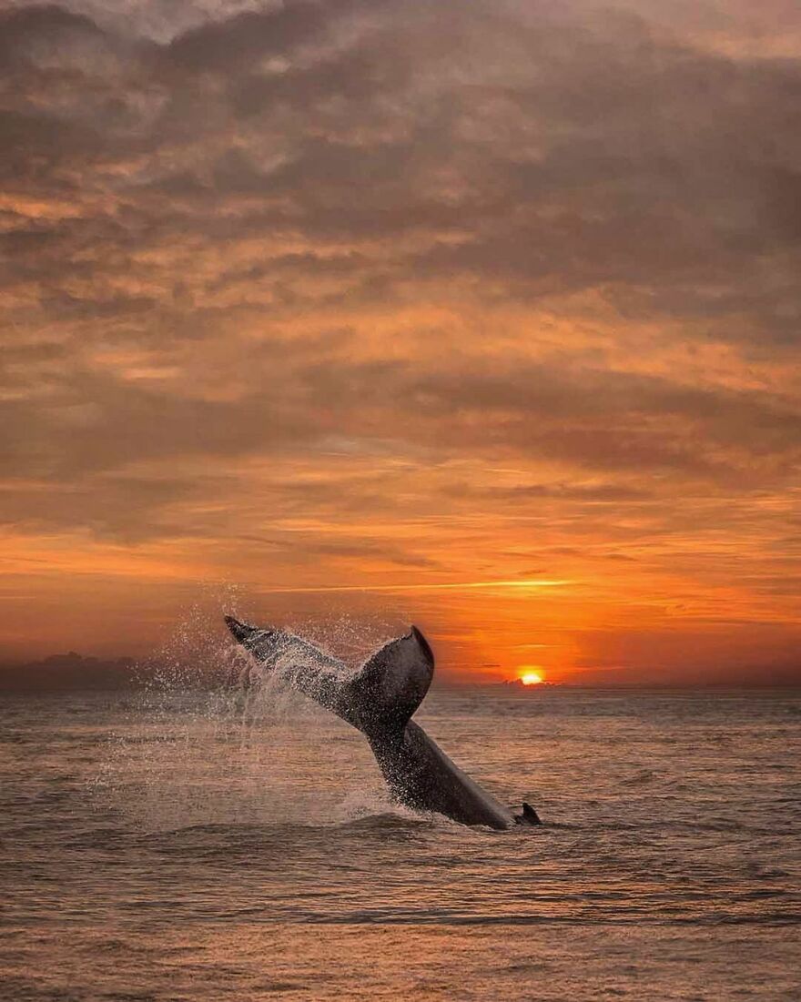 Photographer Combines Whales And The Sunset, Resulting In True Works Of Art In Our Eyes