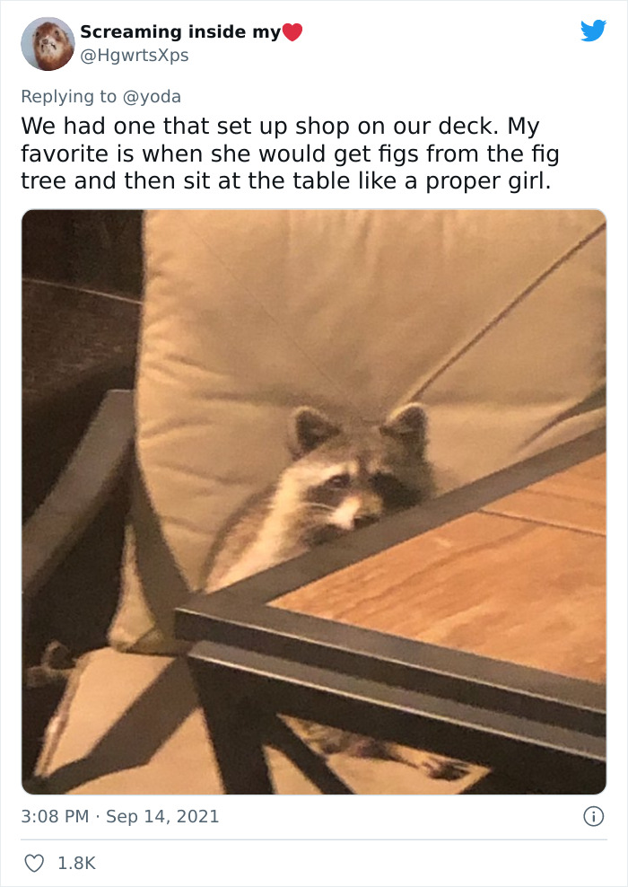 Mission "Raccoon Removal": This Guy&rsquo;s Live Tweets About How He&rsquo;s Trying To Get A Raccoon Out Of His House Are Seriously Hilarious