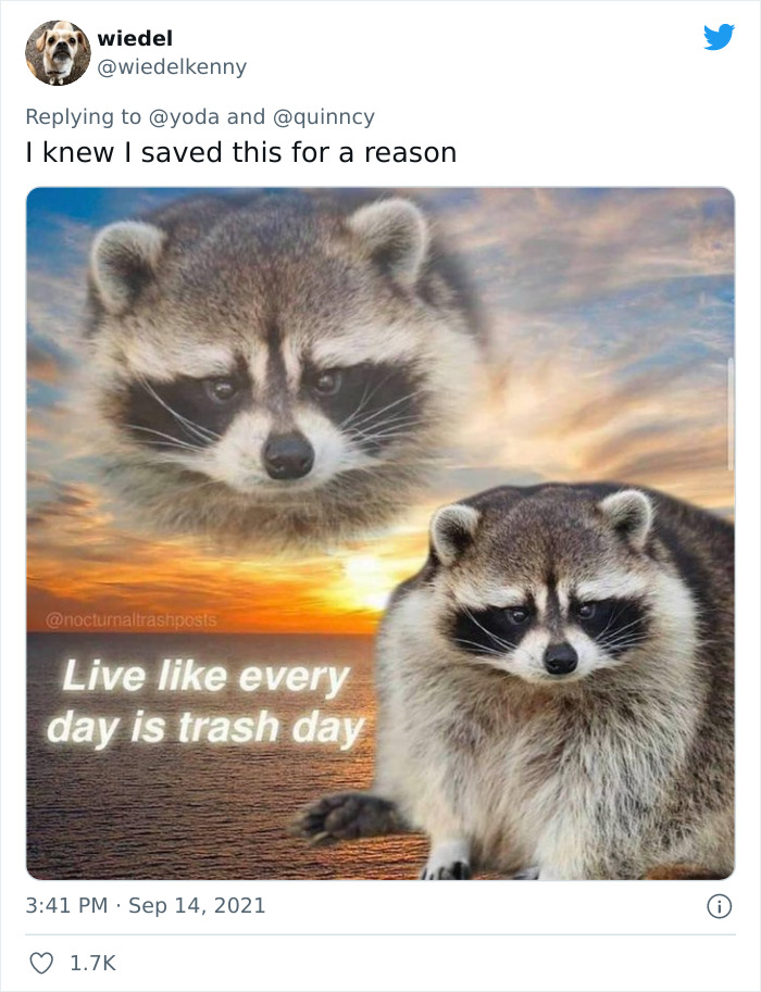 Mission "Raccoon Removal": This Guy&rsquo;s Live Tweets About How He&rsquo;s Trying To Get A Raccoon Out Of His House Are Seriously Hilarious