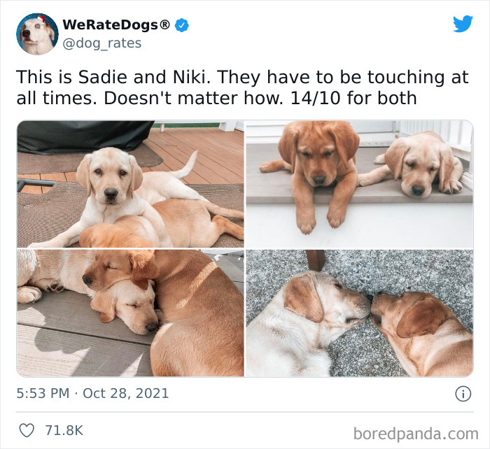 Dog-Rates-Twitter
