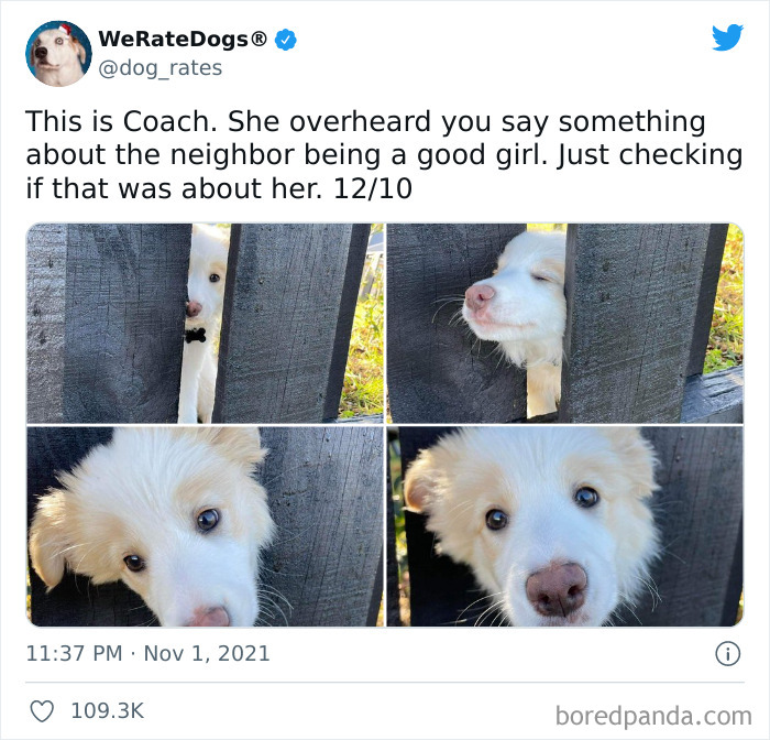 Dog-Rates-Twitter