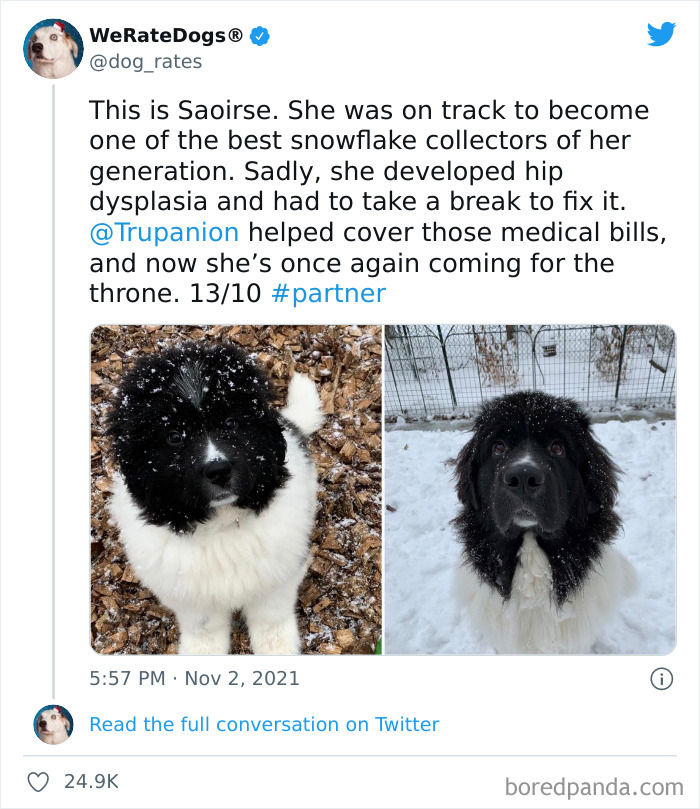 Dog-Rates-Twitter