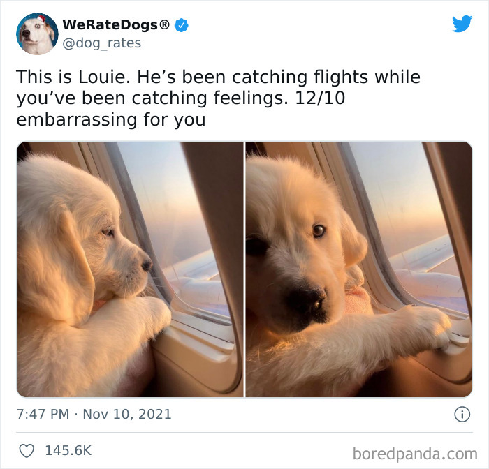 Dog-Rates-Twitter