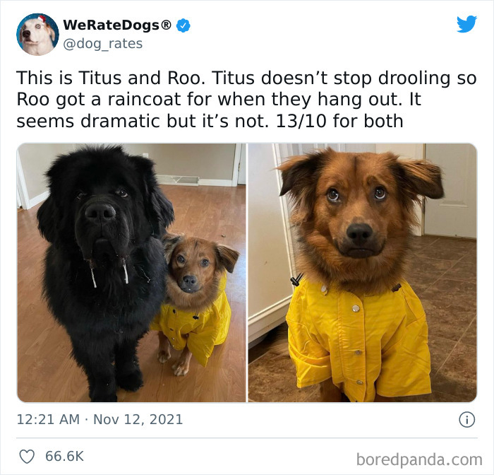 Dog-Rates-Twitter