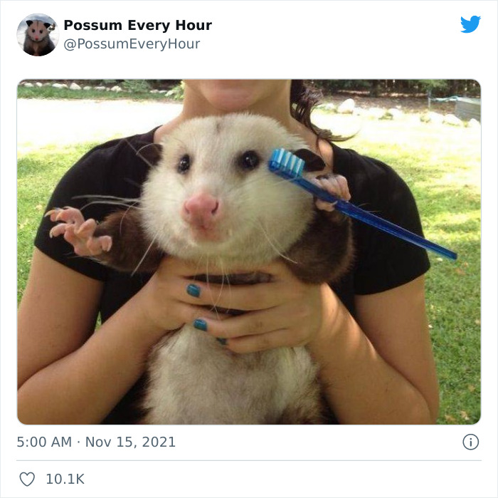 Possum held by a person, adorably using a toothbrush as if brushing its cheek.
